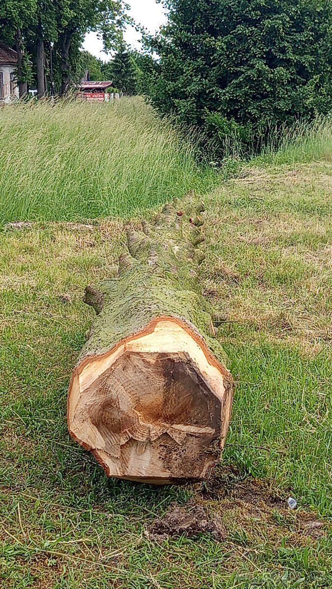 Strom kmen jedle - 2