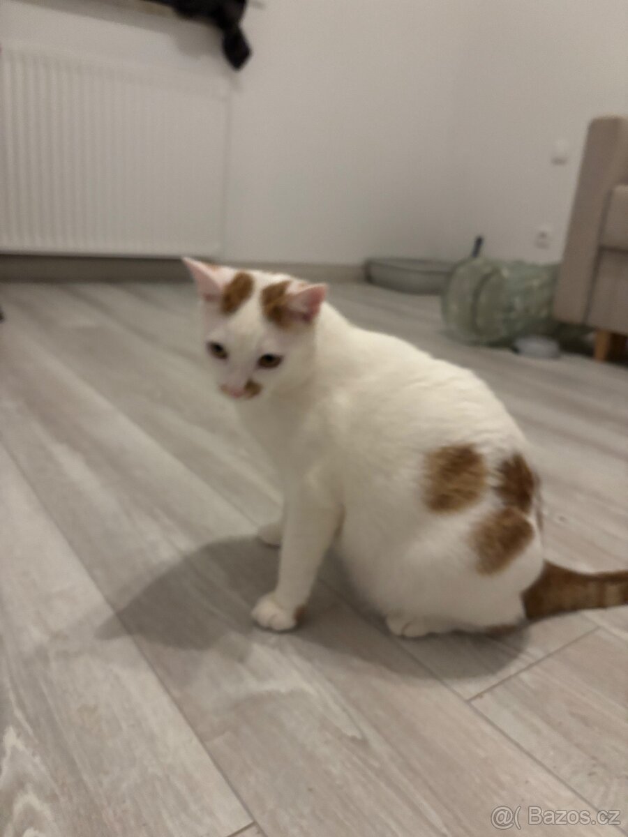 Koťata / Kocouři k adopci ihned k odběru - 2