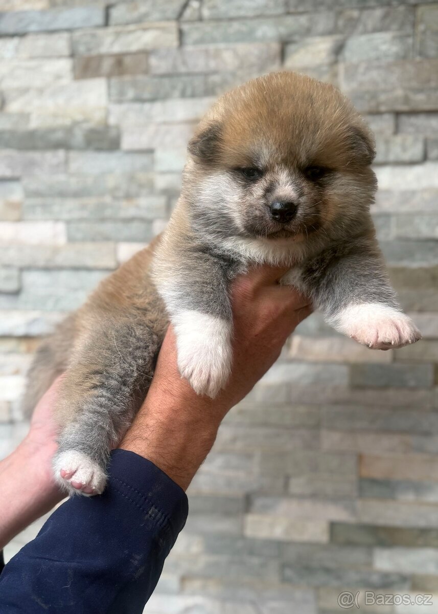 Japonská Akita Inu s PP - 2