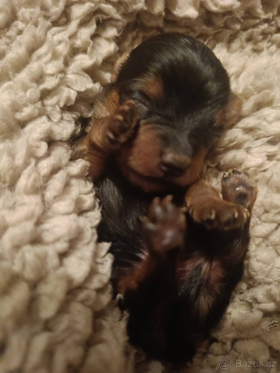 MICRO York Yorkšírský teriér XXXS Kluci si rezervují - 2