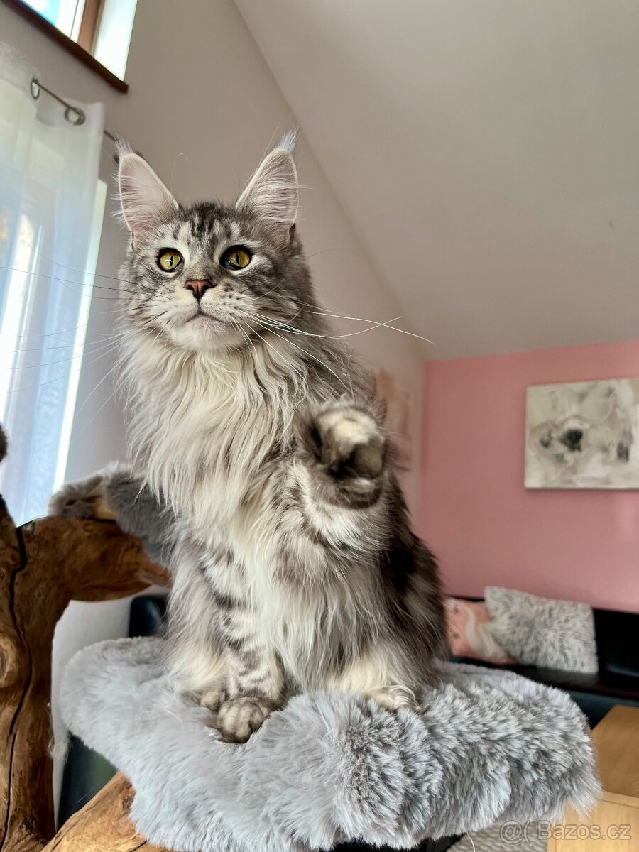 Krásná kočička MCO s PP - 2