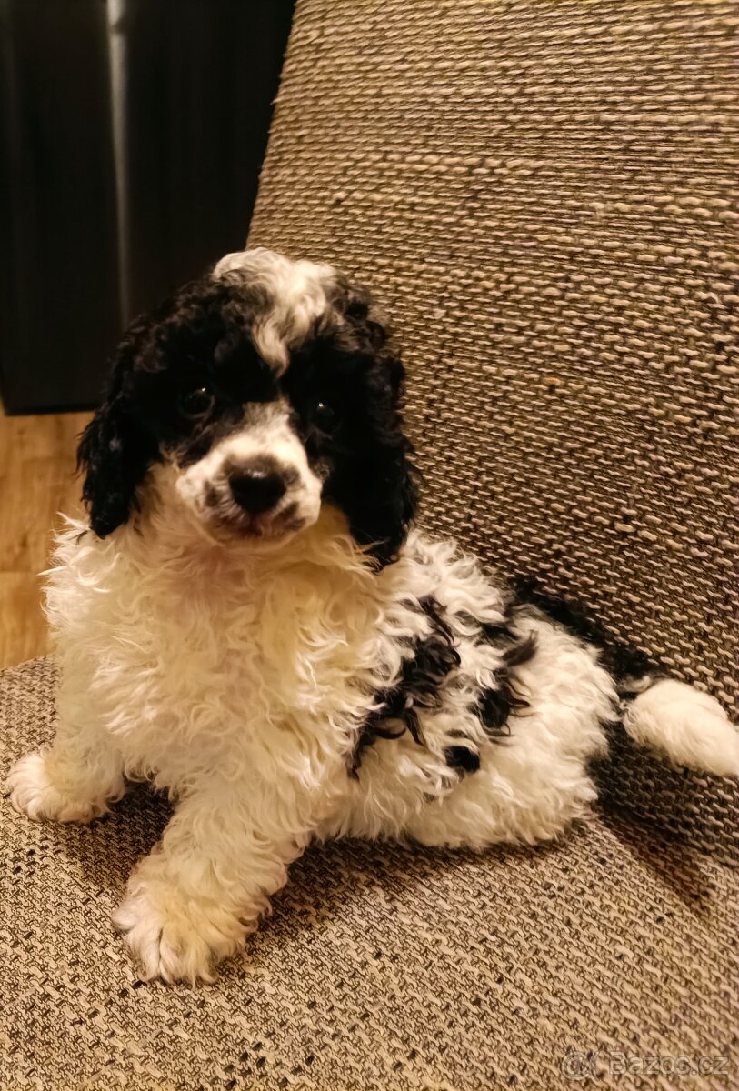 Pudl trpasličí - 2