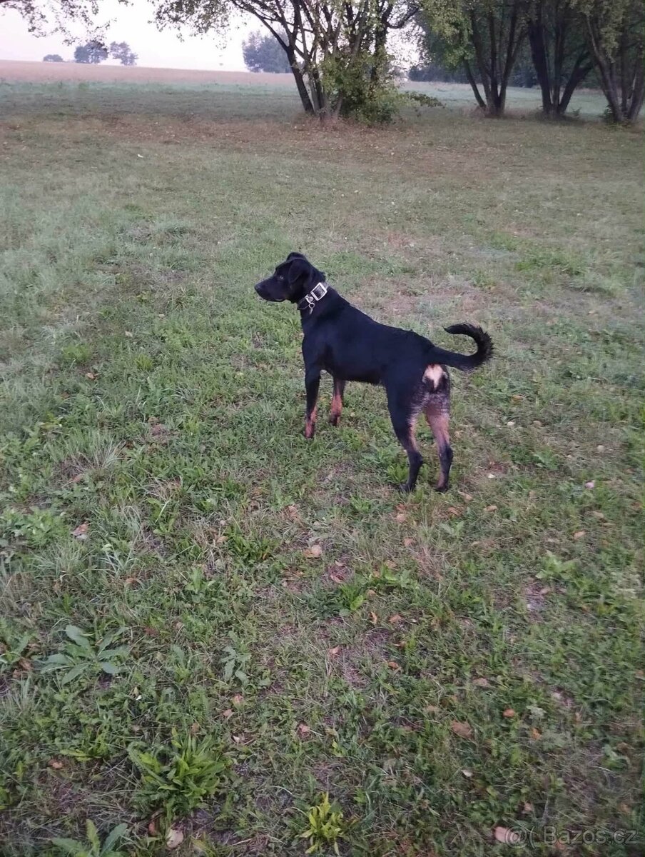 🐾 Daruji fenku německého ovčáka – 1 rok 🐾 - 2