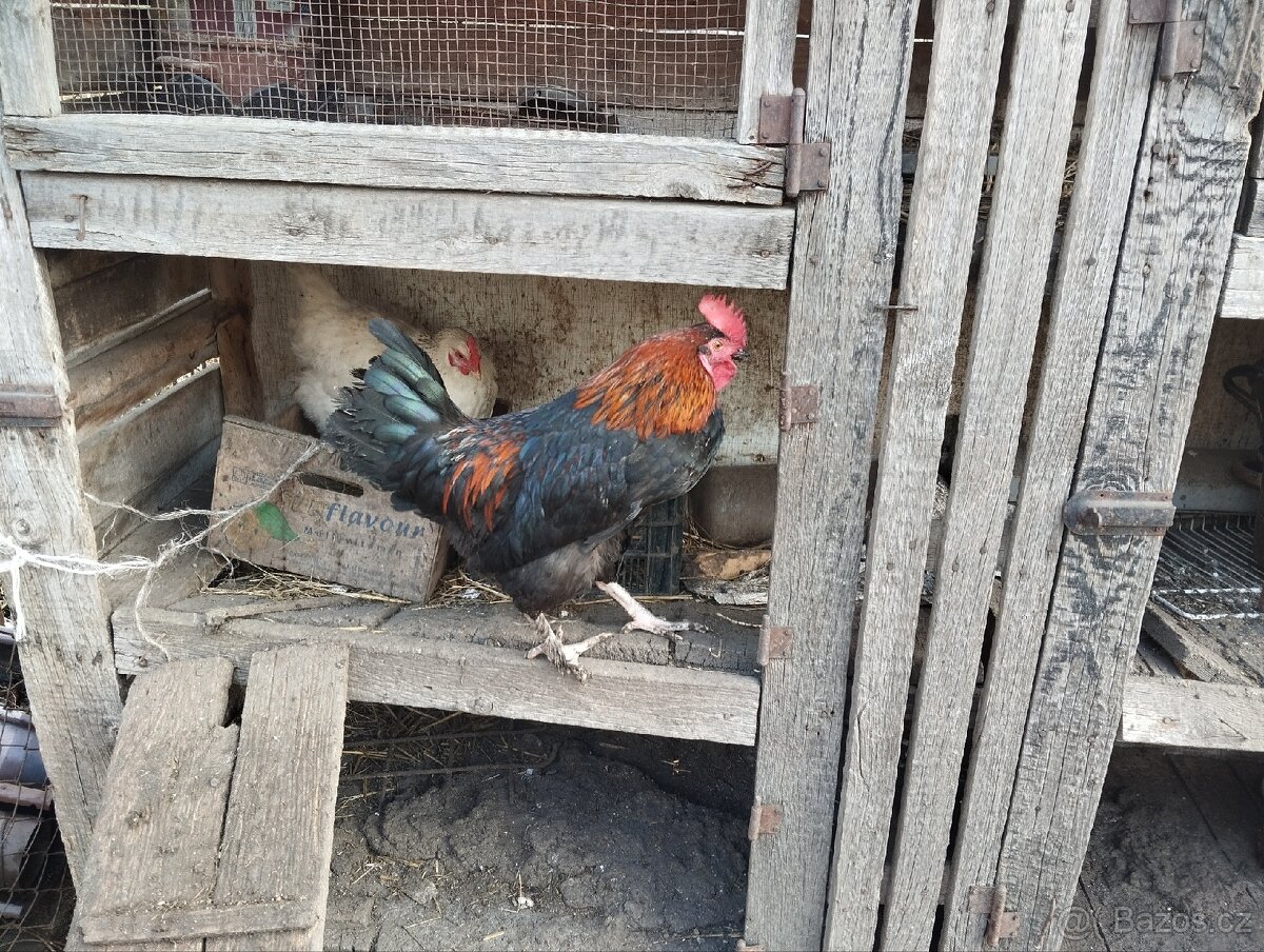 Prodám kohouta - 2