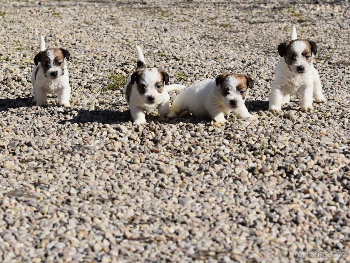 Jack Russel teriér s PP, vrh X - 2
