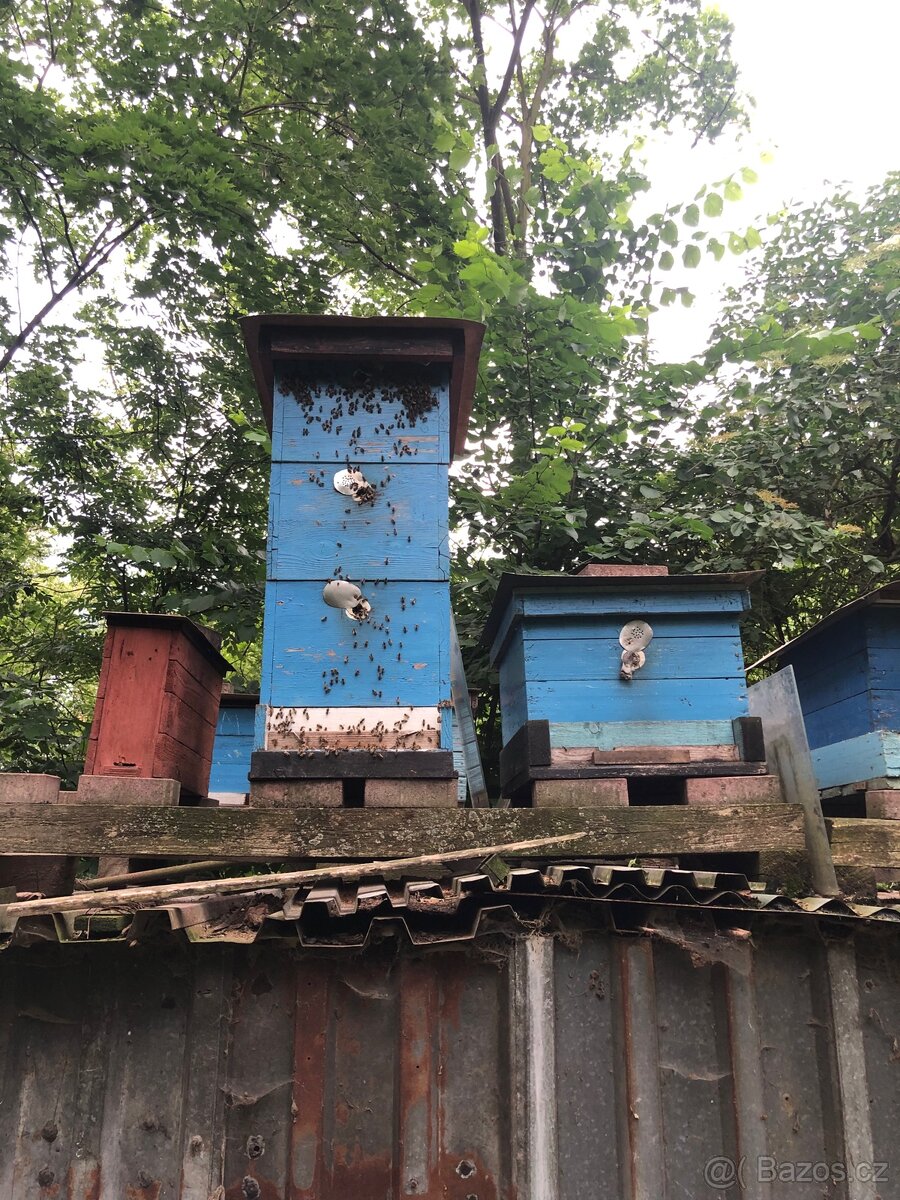 Včelí oddělky - 2