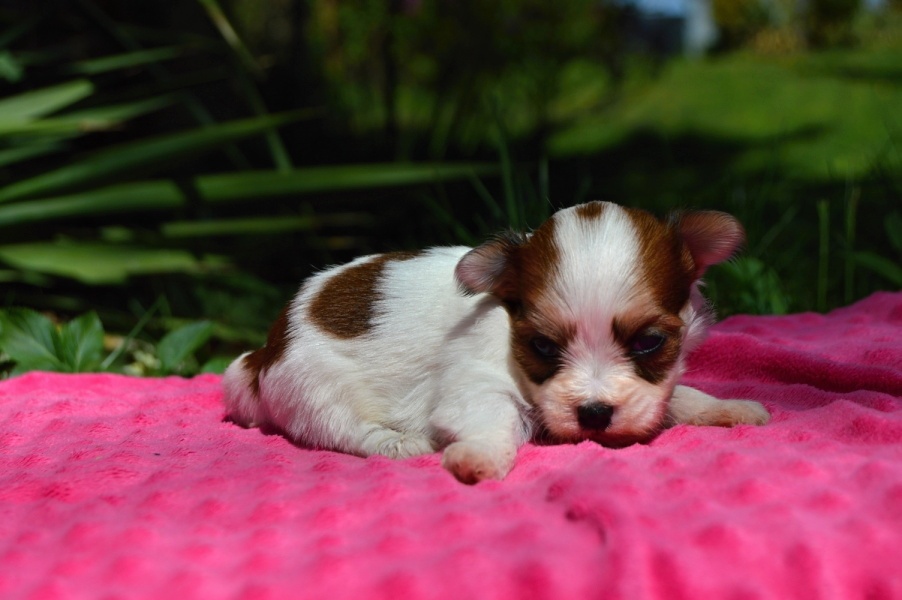 Havanský psík s PP - 2