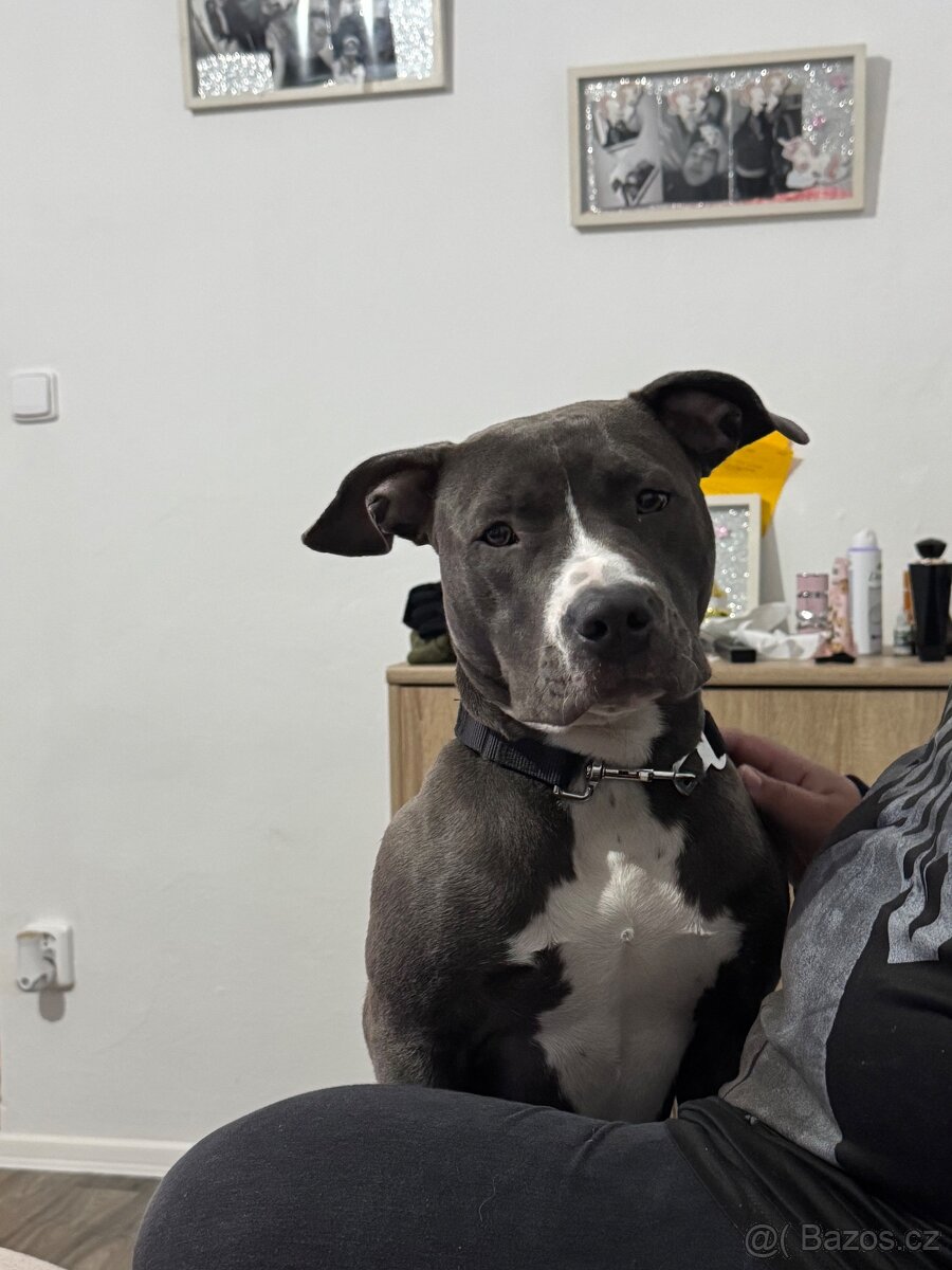 Americký staford - 2