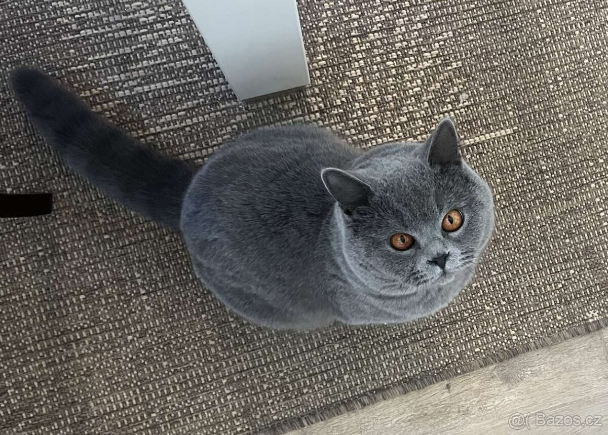 Britský modrý kocour - 2