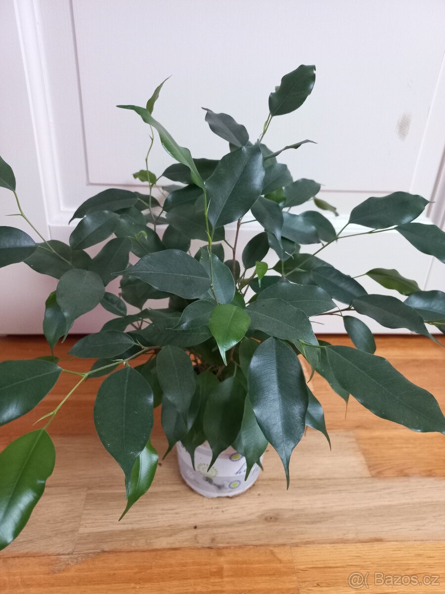 Ficus benjamina - 2