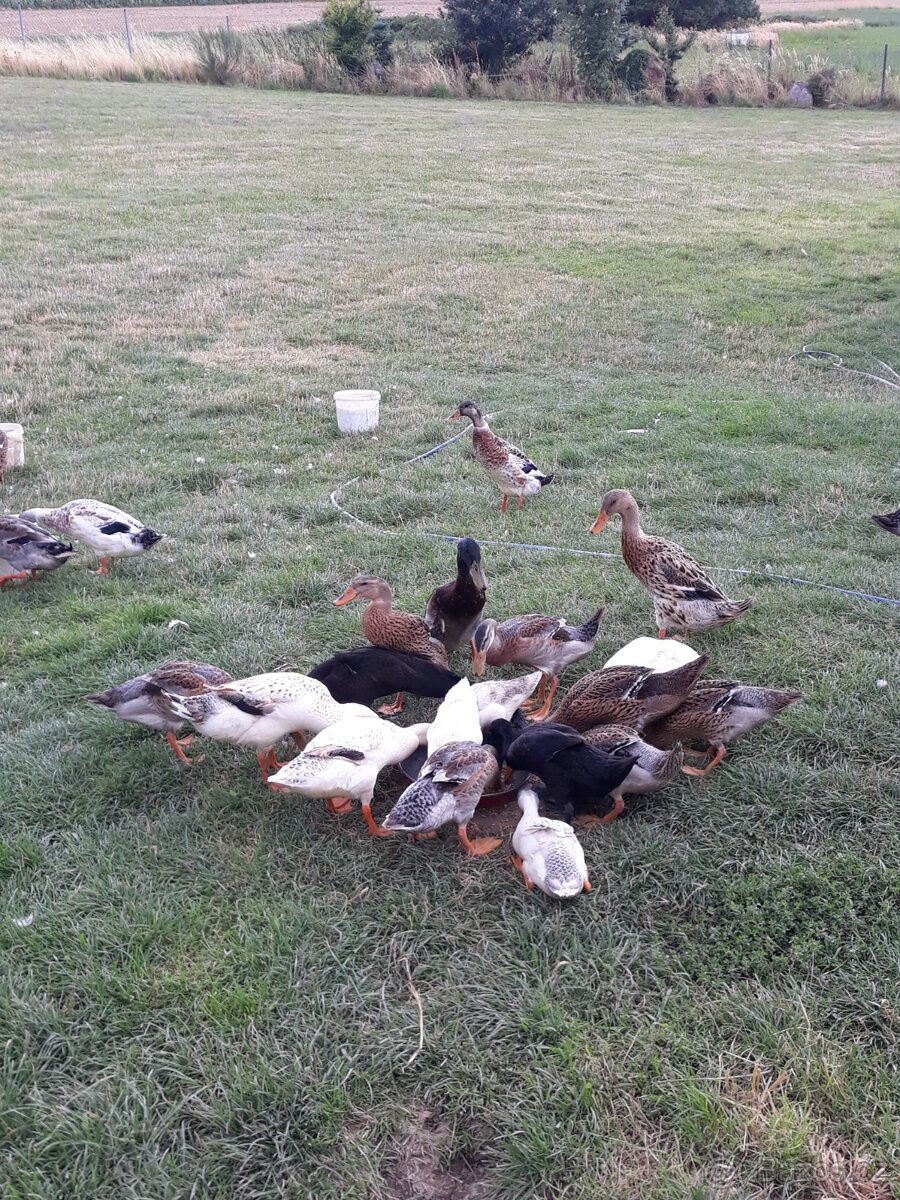 Indický Běžec - 2