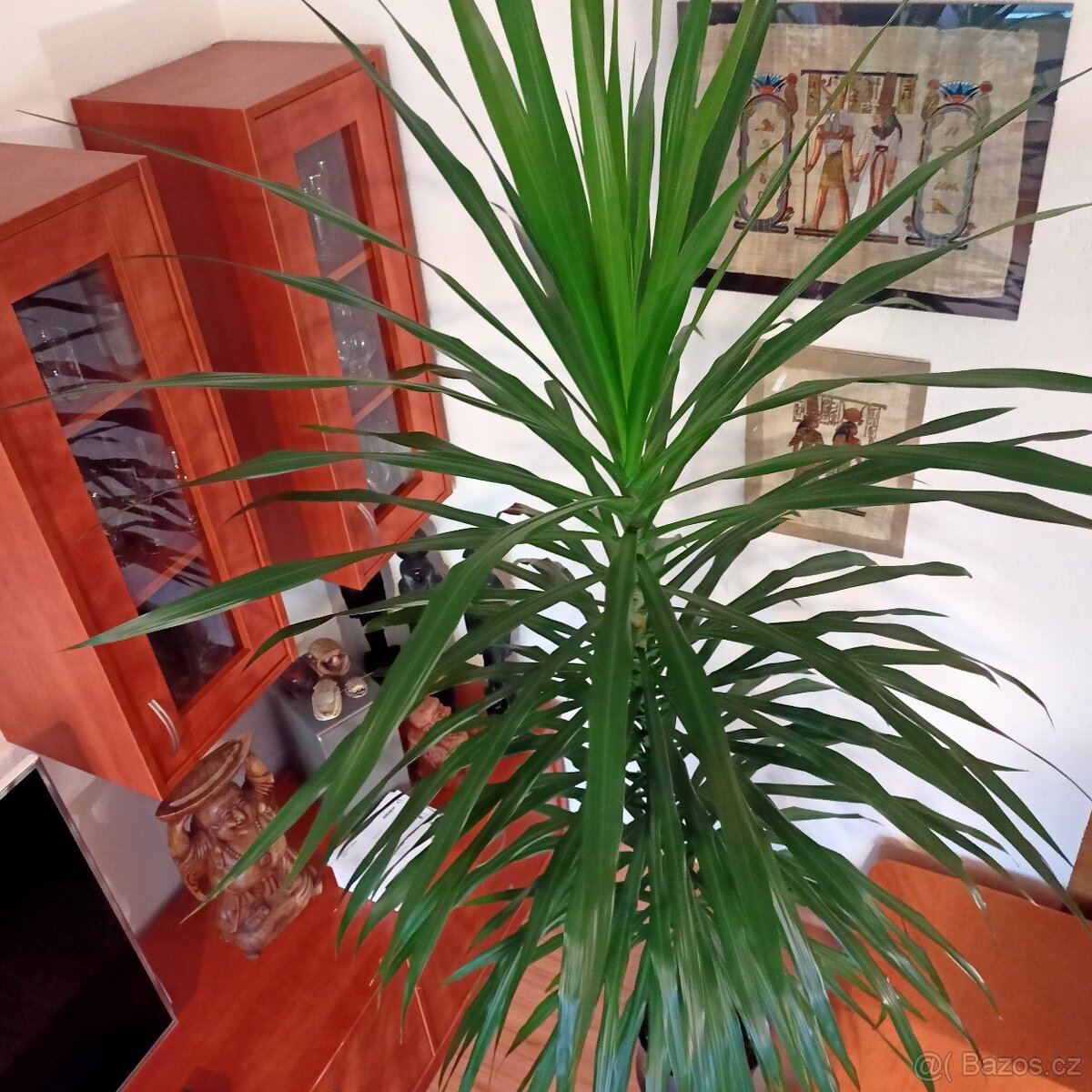 Prodám pokojovou Juku - 2