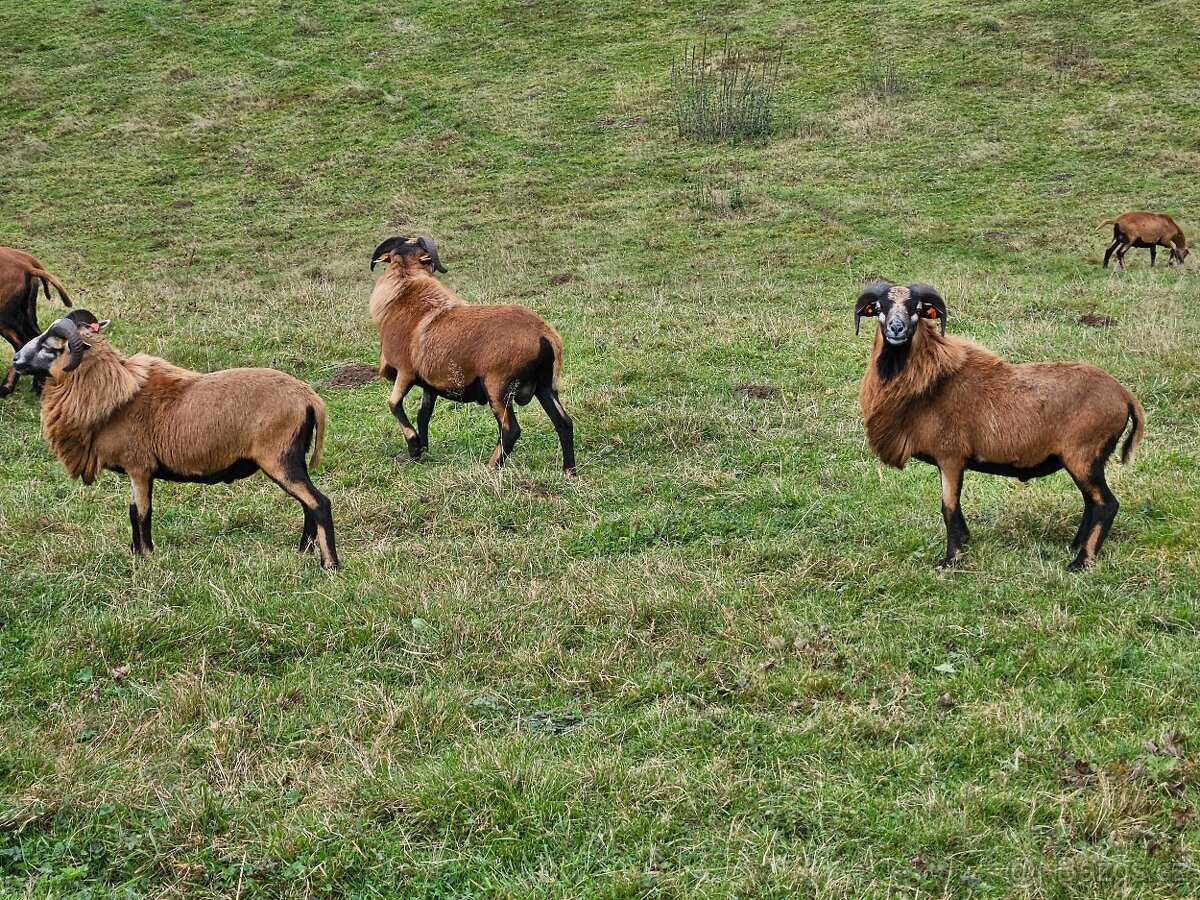 Plemenný beran ovce kamerunské - 2