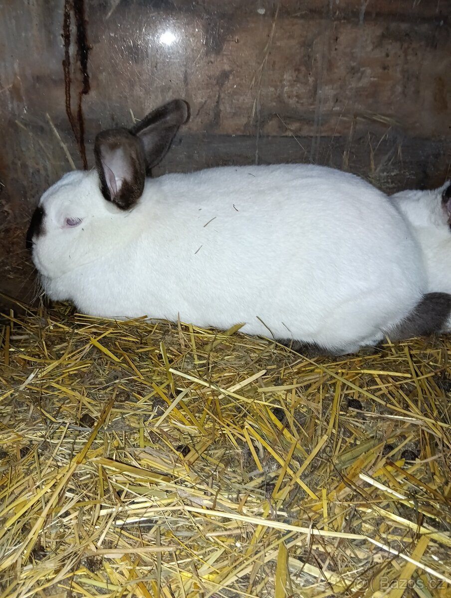 Králík kalifornský černý - 2