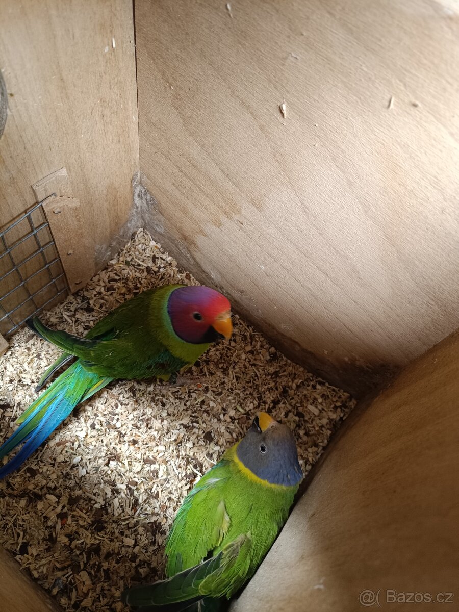 Alexandr rudohlavý - 2