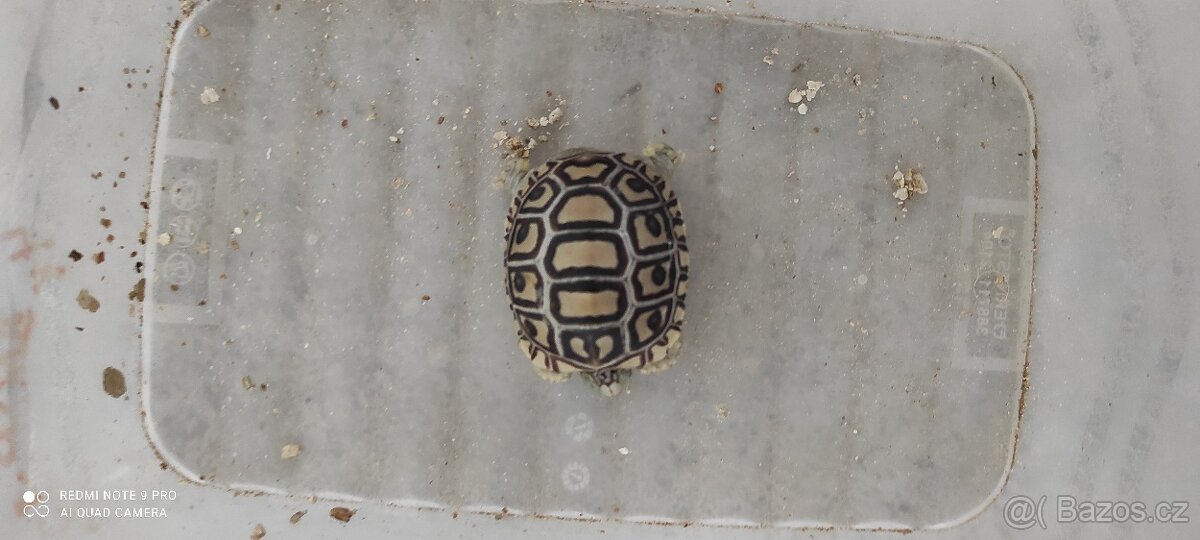 Želva pardálí - 2