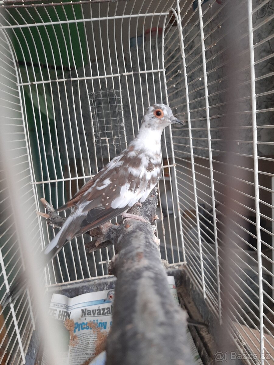 Holoubek diamantovy.. - 2