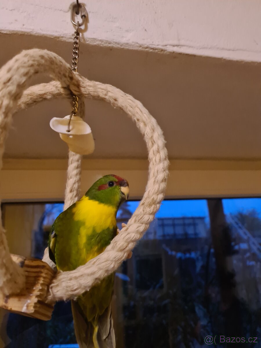 Kakariki rudočelý mláďata - 2