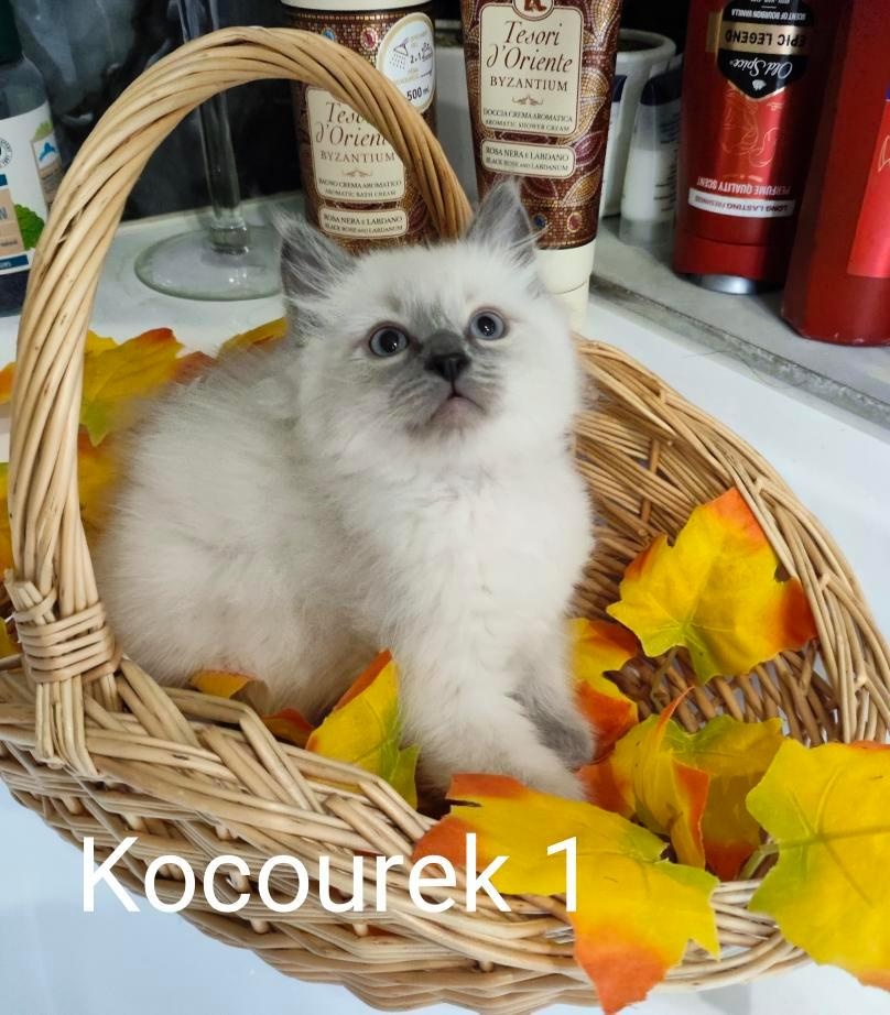 Ragdoll koťátka bez PP - 2