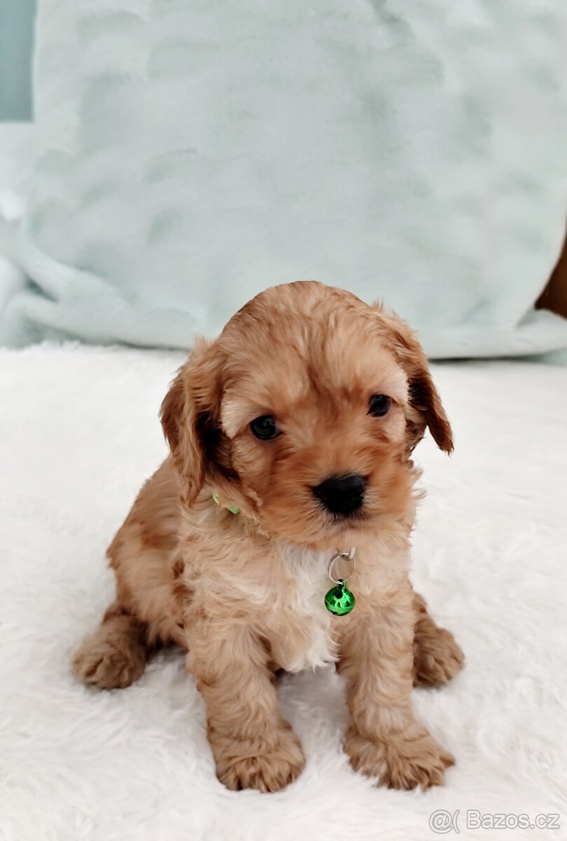 Cavapoo - 2