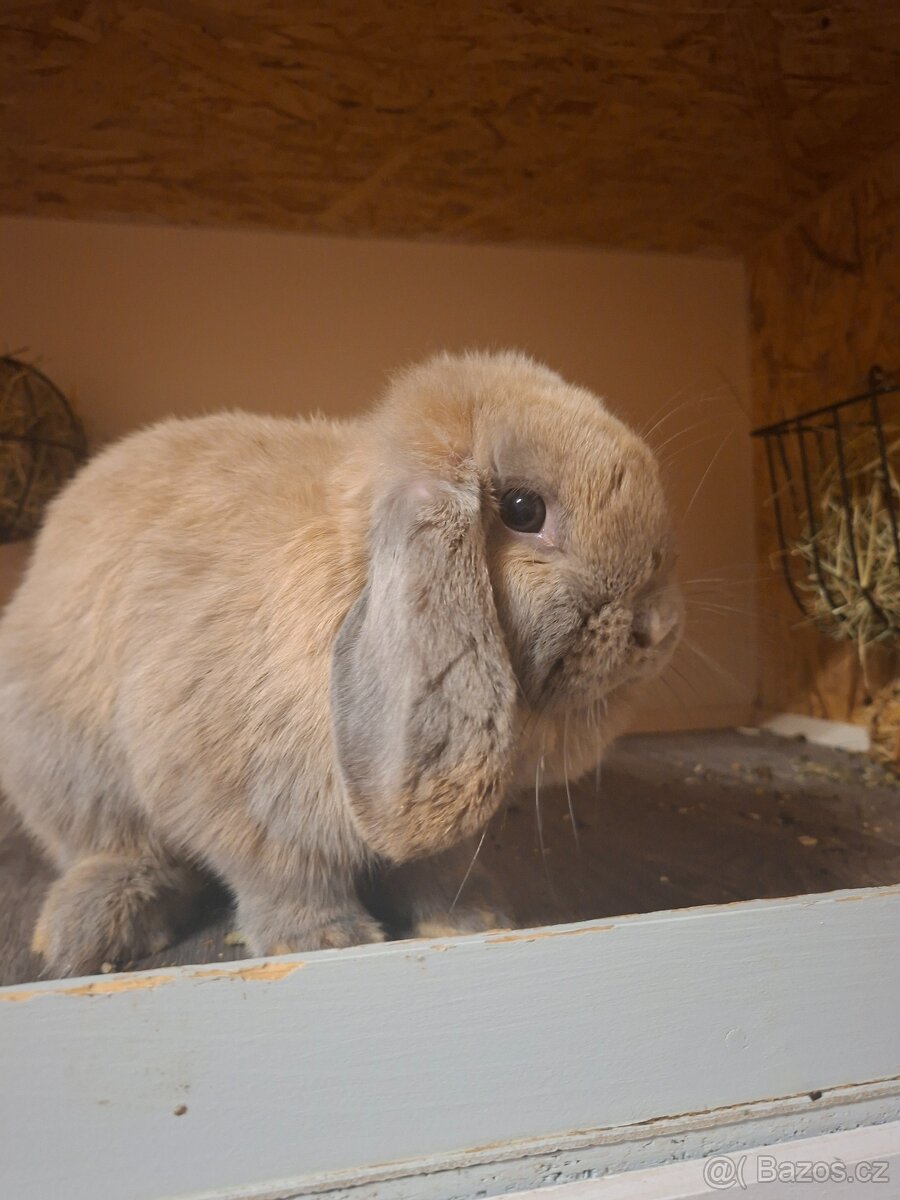Kraličci Mini Lop - 2