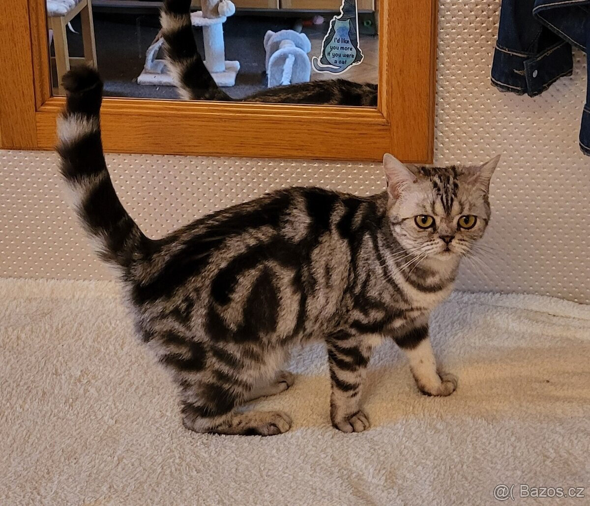 Britská kočička s P.P. - 2