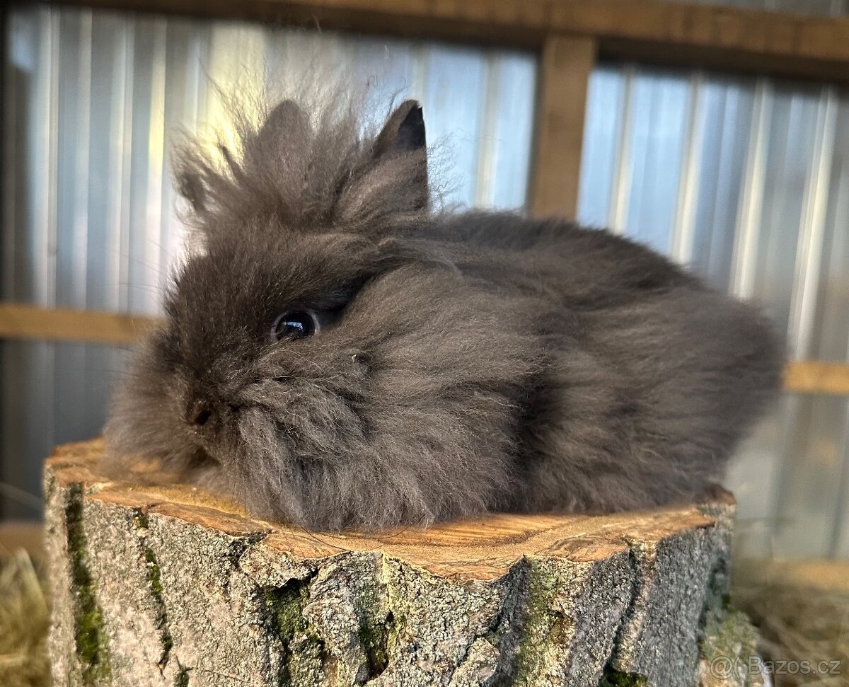 Zakrslý králíček lvíček - 2