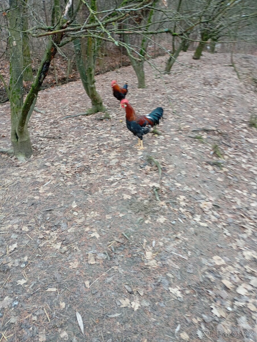 Prodám činskou kachnu a káčera a vlašáky kohouty. - 2