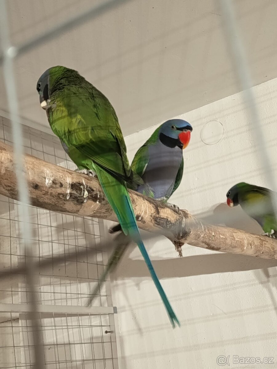 Alexandr Čínský 2.2 - 2