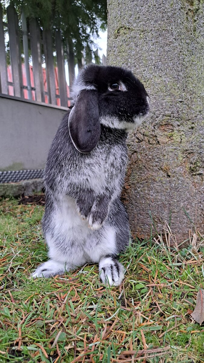 Zakrslý beran bílopesíkatý černý - 2