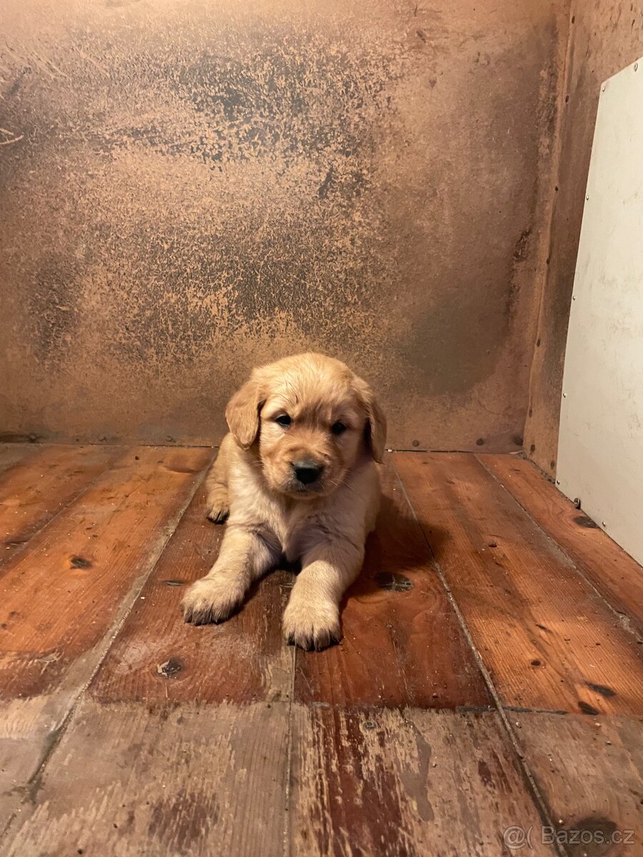 štěňátka zlatého retrívra - 2