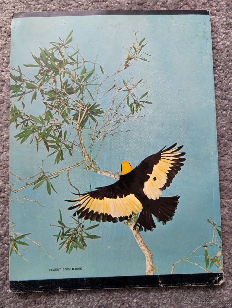 Fotokniha o austalských papoušcích - 2