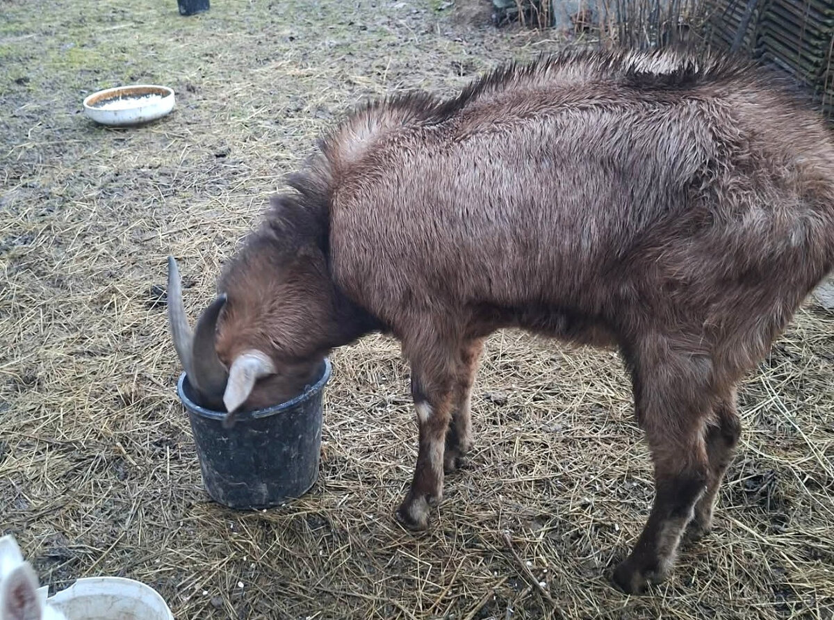 Anglonubijský kozel - 2