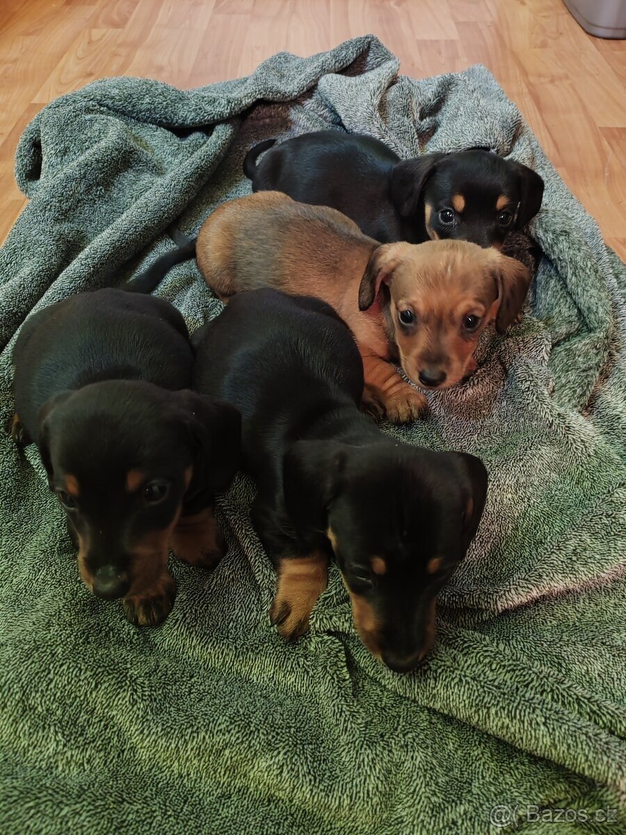 Jezevčík hladkosrsty - 2