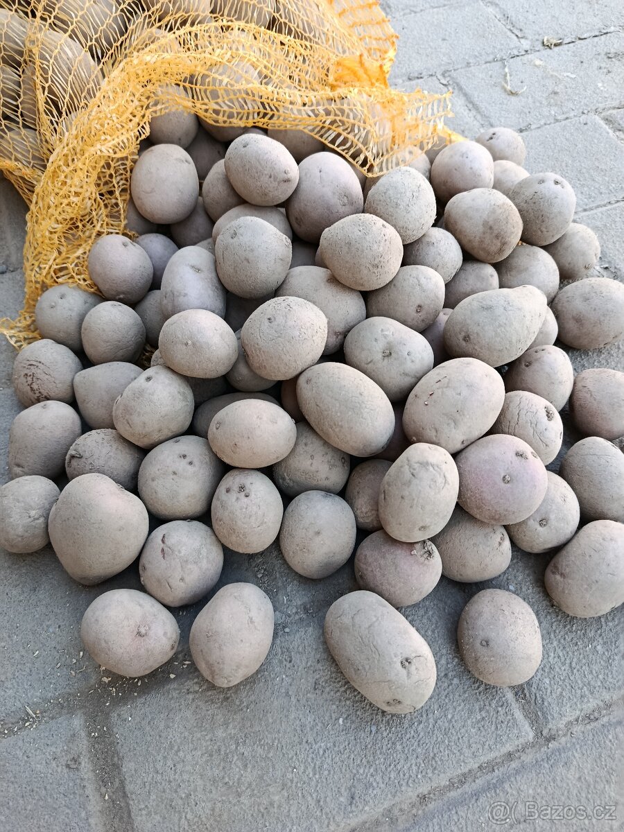 Sadbové brambory - 2