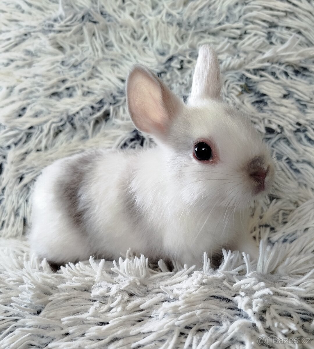 Zakrslý králík - Olaf - 2