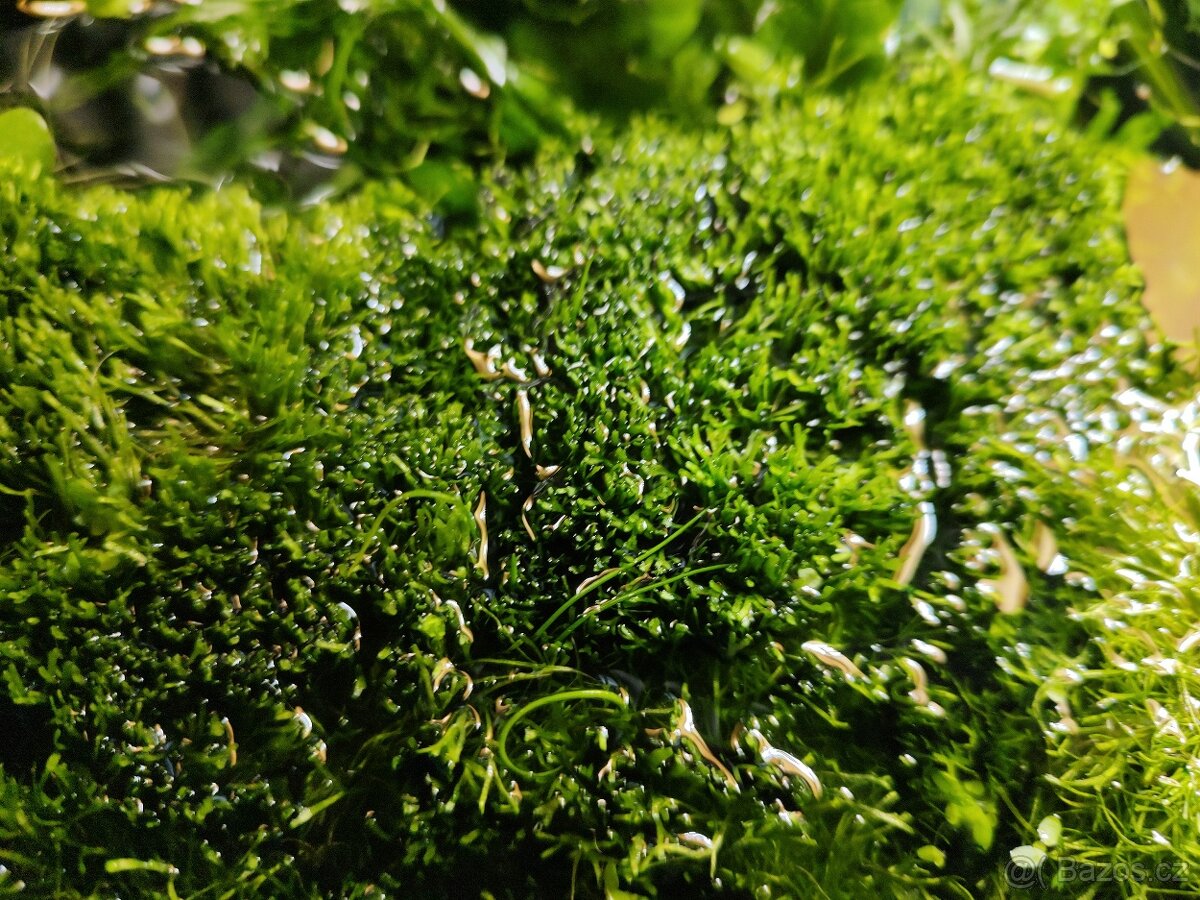 Ricca fluitans trhutka plovoucí - 2
