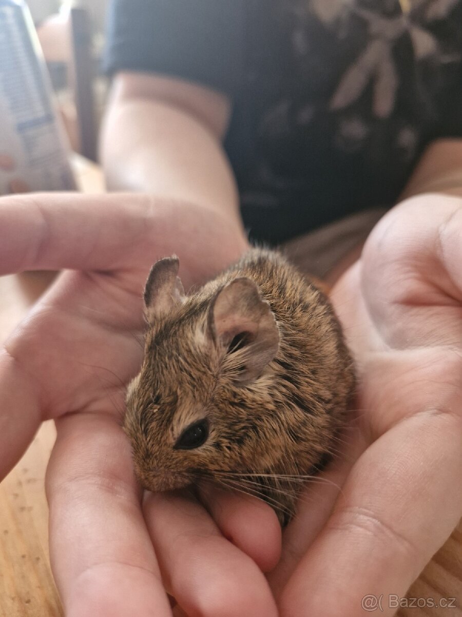 Osmak degu mládě kluk - 2