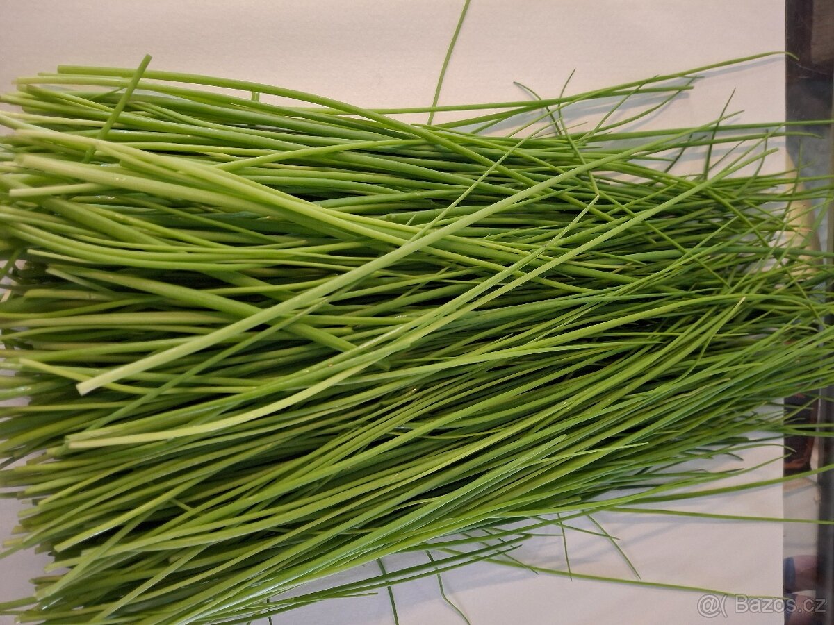 Pažitka - 2