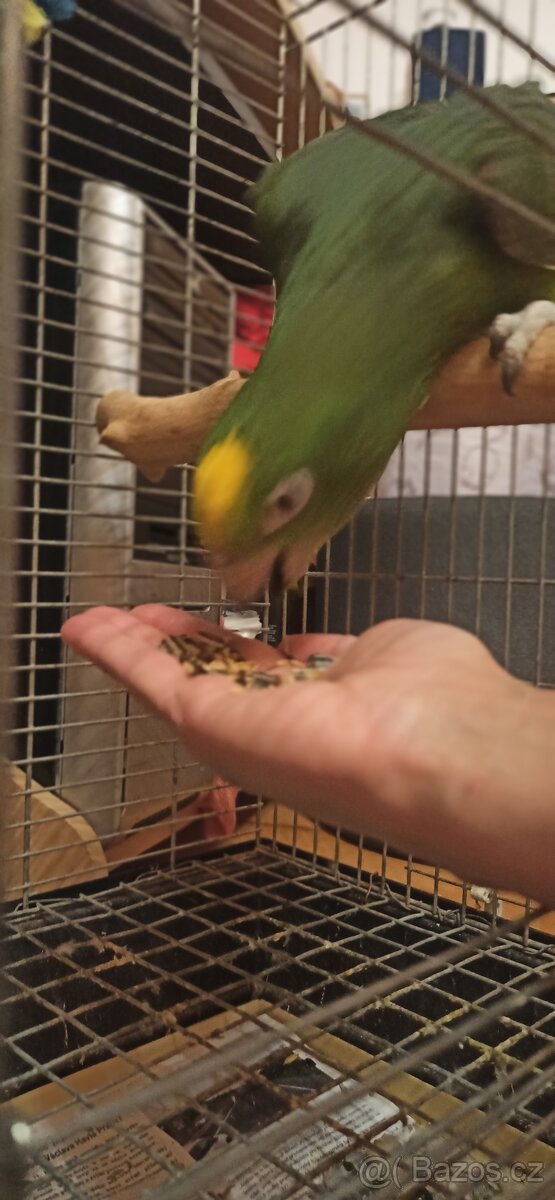 Letošní ručně dokrmené odchovy - 2