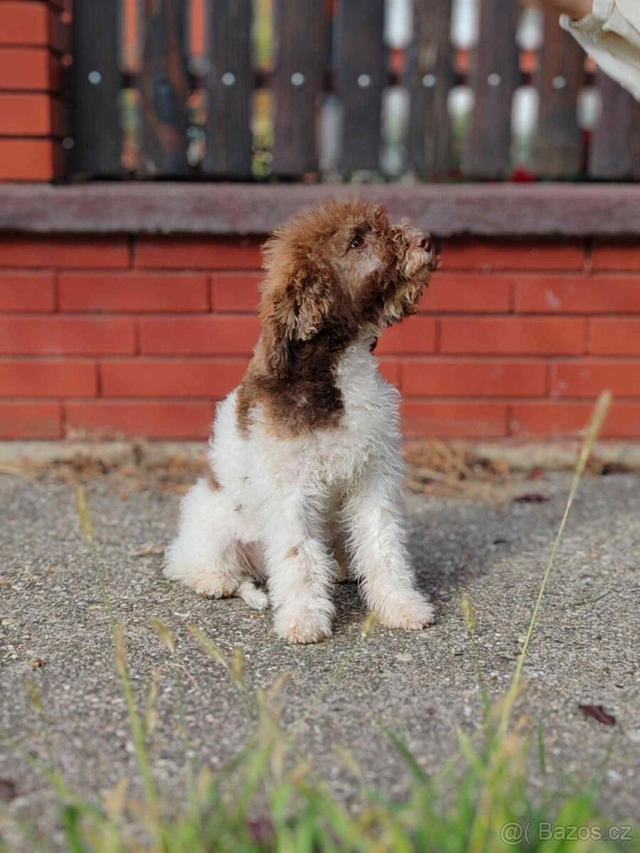 Šteňátka Lagotto Romagnolo - 2