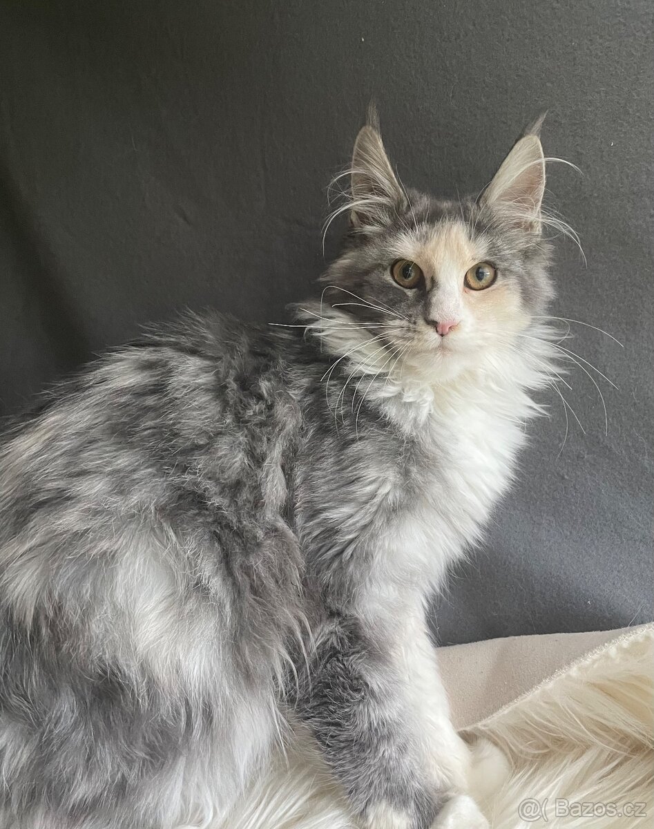 Mainská mývalí s pp - 2