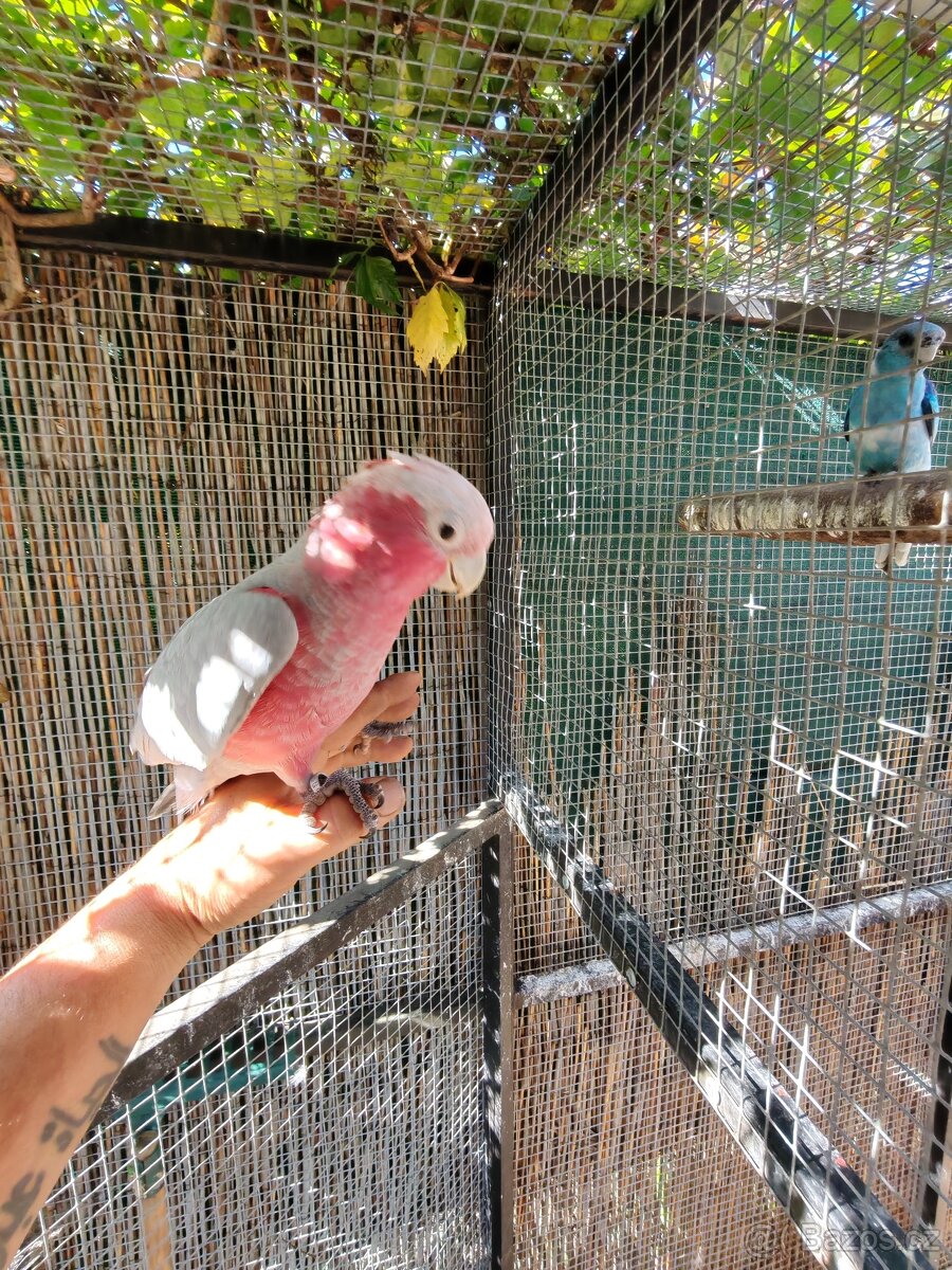 Kakadu růžový - 2