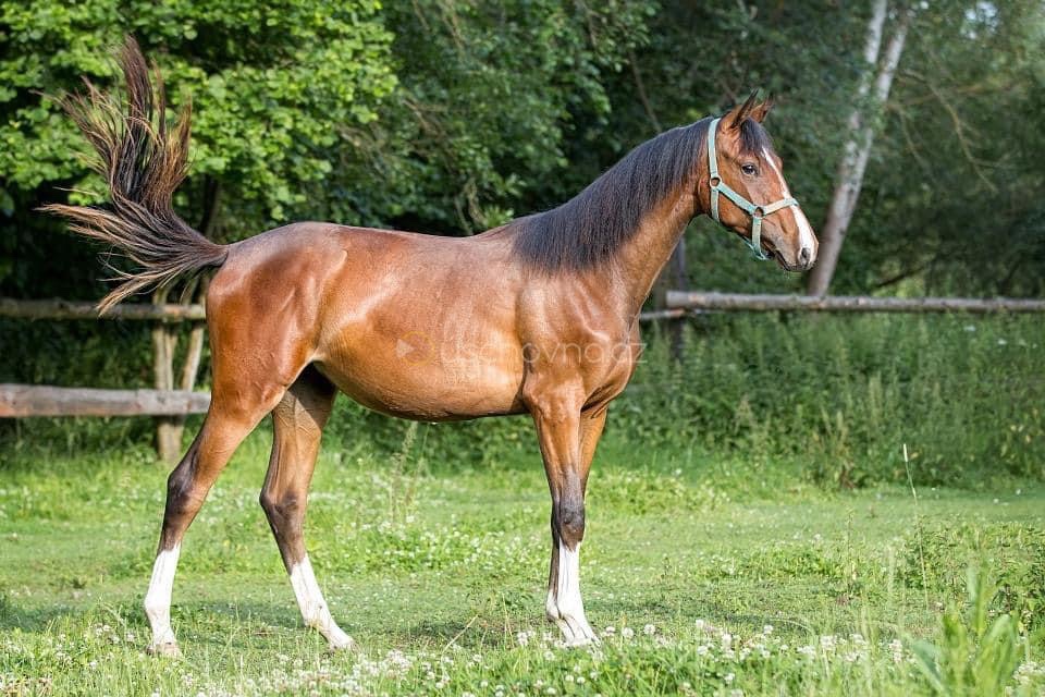 Letos dvouletá klisna po Vatson Sitte - 2