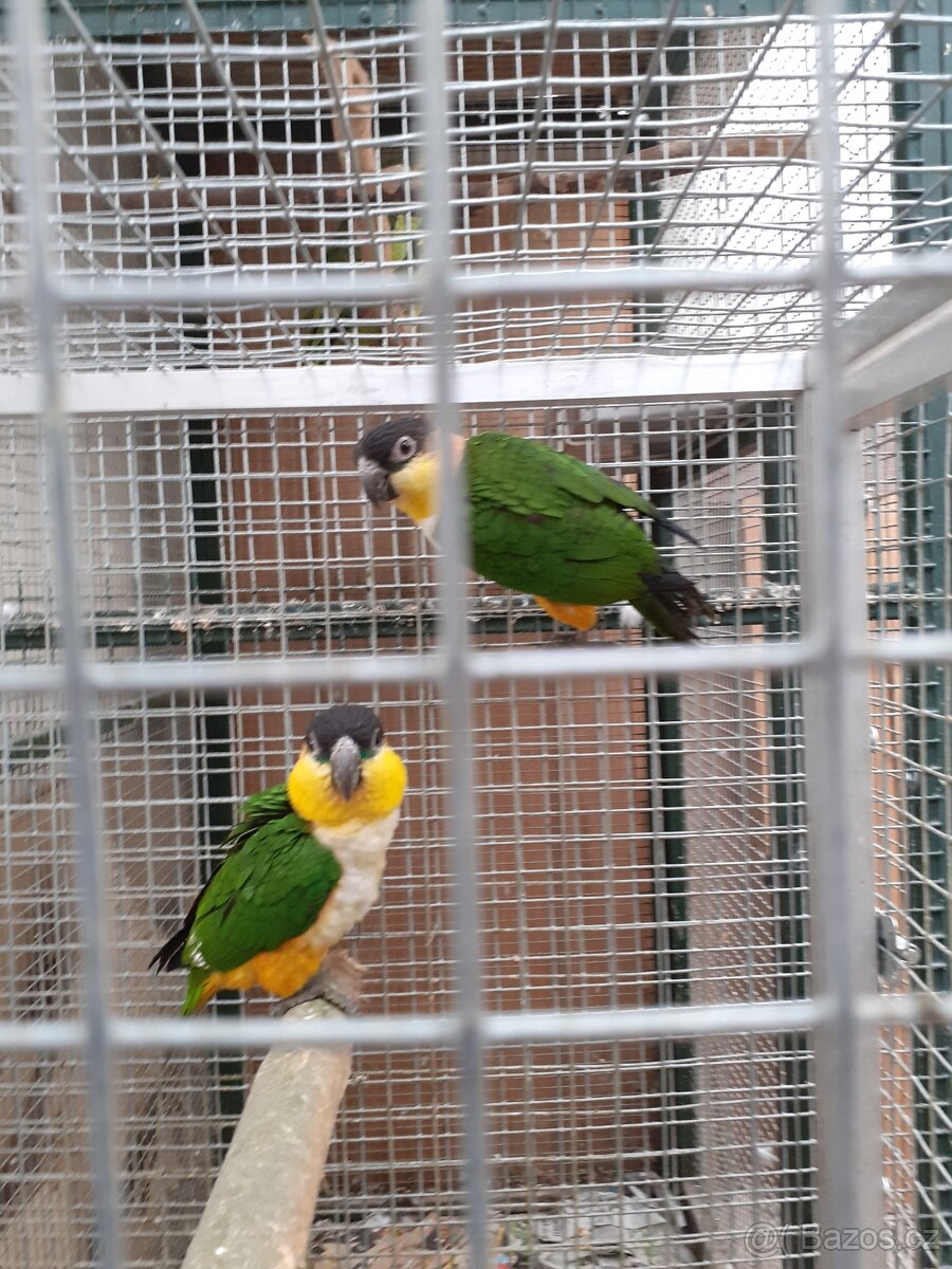 Amazónek černotemenný - 2