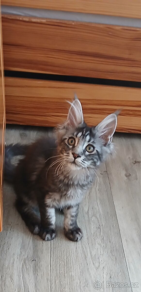 Mainská mývalí koťata s PP - 2