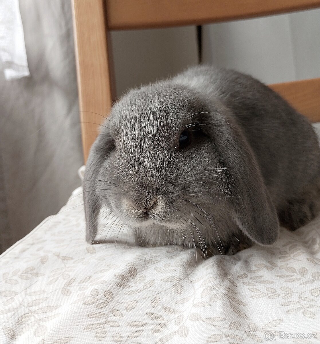 Zakrslý beránek králíček - 2