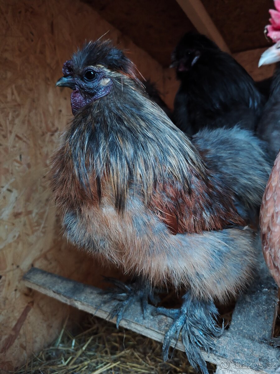 Hedvábničky kohouti - 2