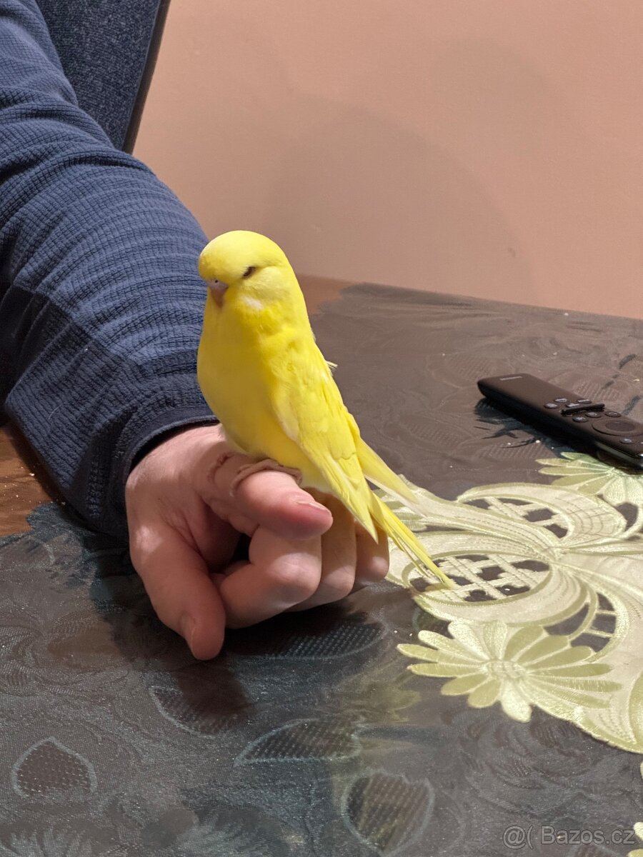 Andulky krotké a ochočené - 2