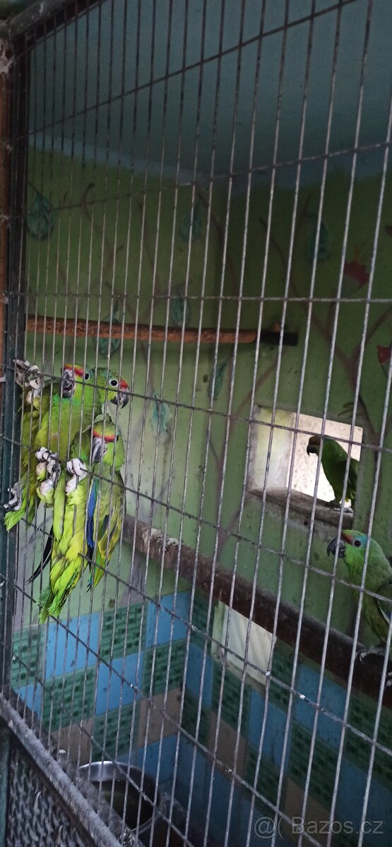 Letošní mládě 1,0 - 2